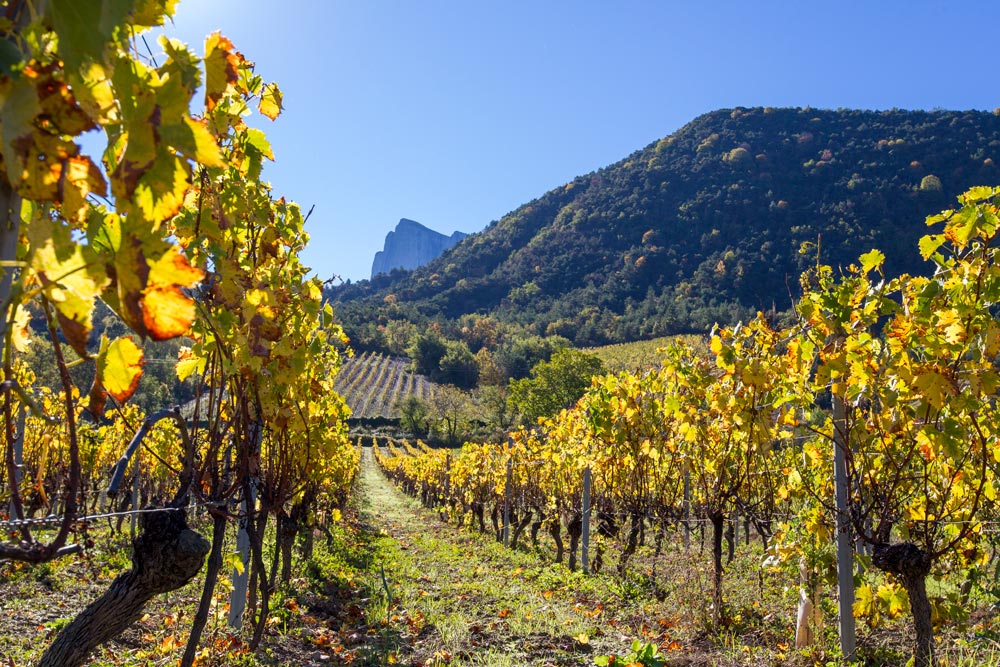 Vignoble à Saillans ©L.Pascale-Drome-Attractivite